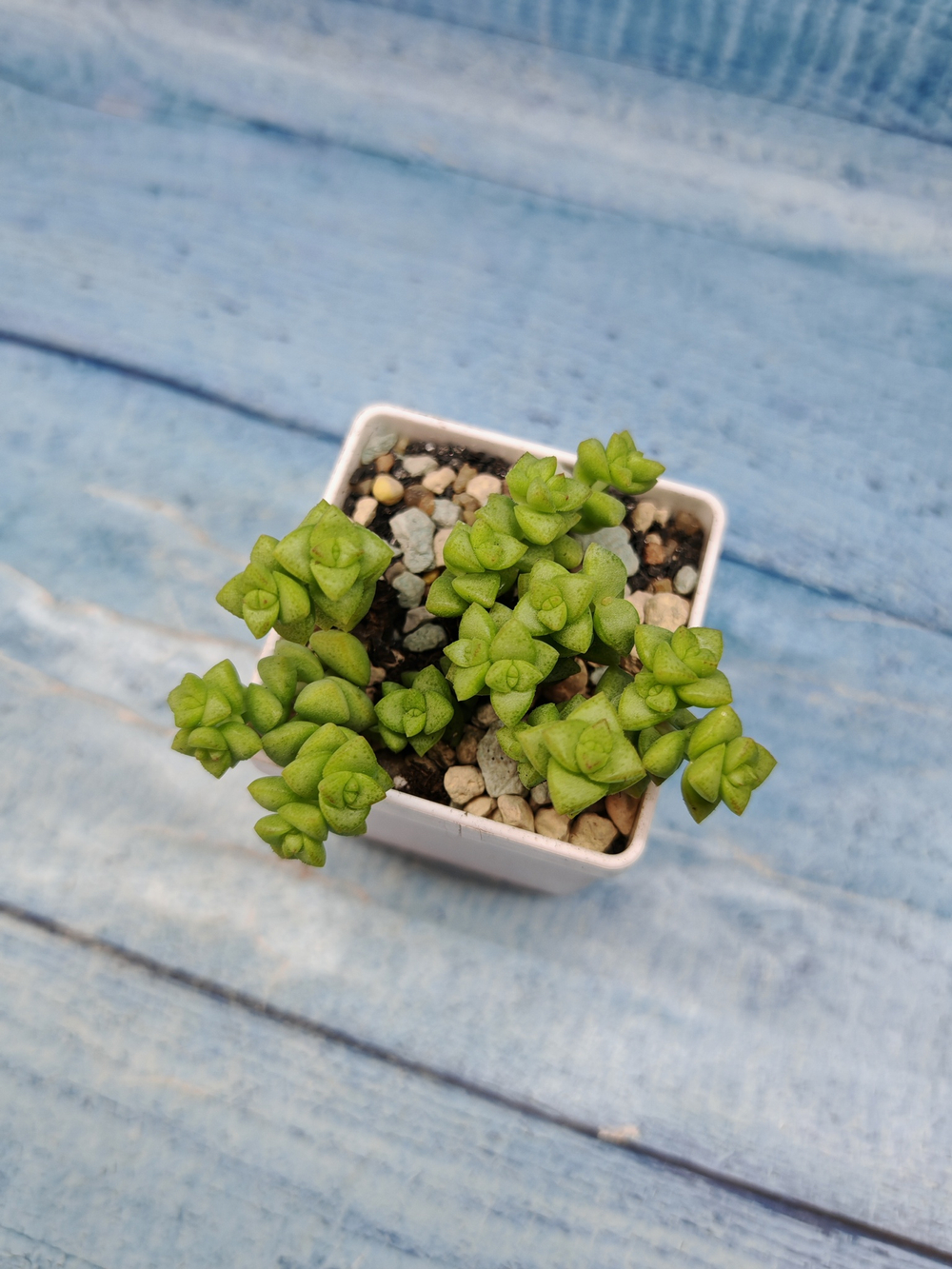 Crassula Tom Thumb (Крассула)