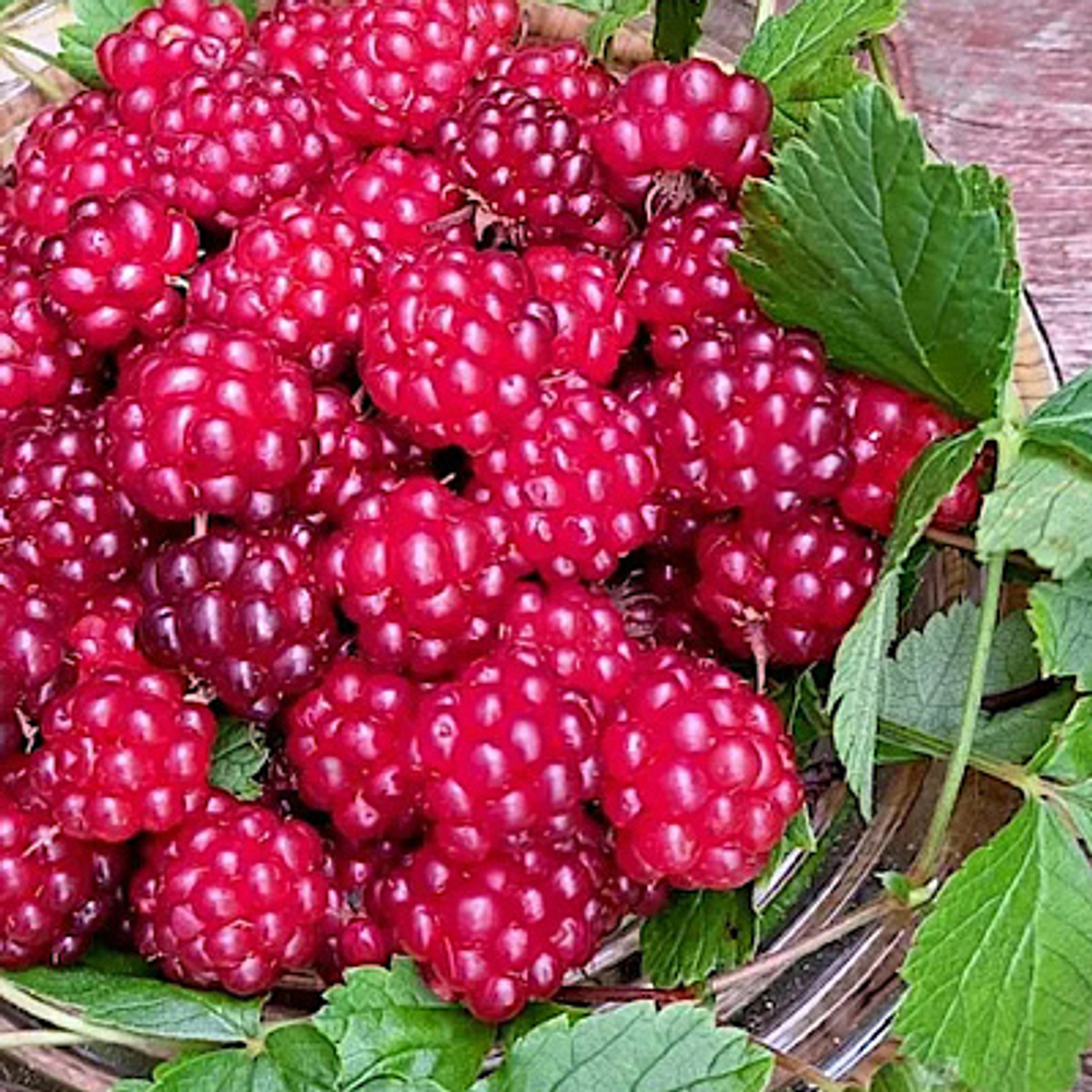 Княженика (Поляника) Анна в контейнере 1 литр 2 года