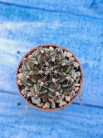Gymnocalycium Friedrichii (Гимнокалициум)