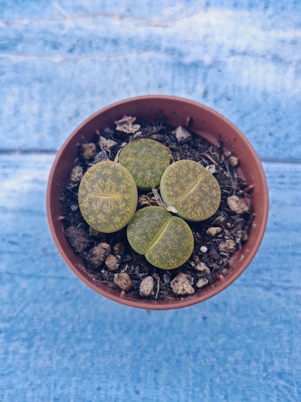 Lithops sp. (Литопсы)