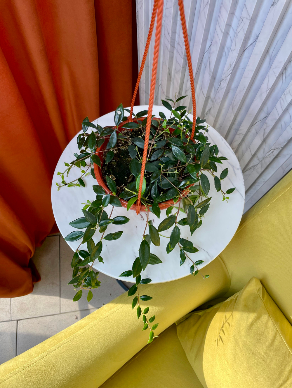 Кодонанта в кашпо, D16см Н30см, 1шт, Россия