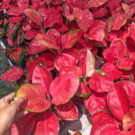 Аглаонема CHANG DAENG (RED ELEPHANT) ROUND LEAF (N8)