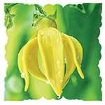 Иланг-иланг