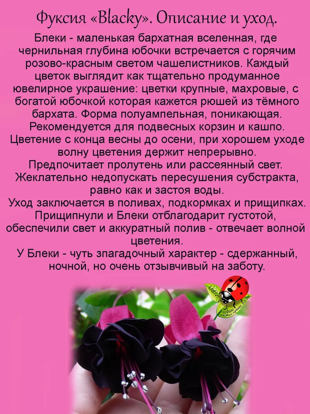 Фуксия Блеки черная