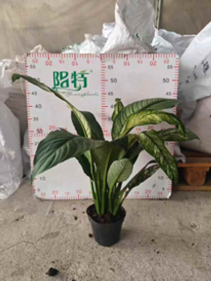 Спатифиллум Variegated Peace Lily д. 12