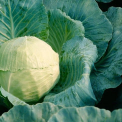 ТОРЕАДОР F1 семена капусты белокочанной (Syngenta | Alexagro)