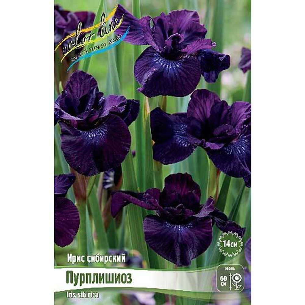 Ирис Сибирский Пурплишиоз