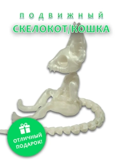 Скелет Кошки