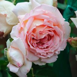 Джанет (Janet)