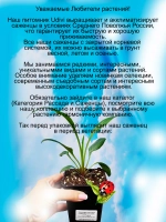 Эхинацея Горячая папайя Хот папайя