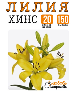 Лилия Луковица, Хино, ЛА-гибрид, 1 шт