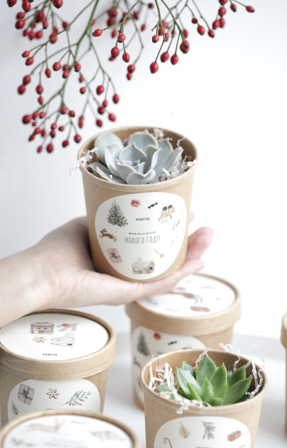 Суккулент в праздничном стаканчике