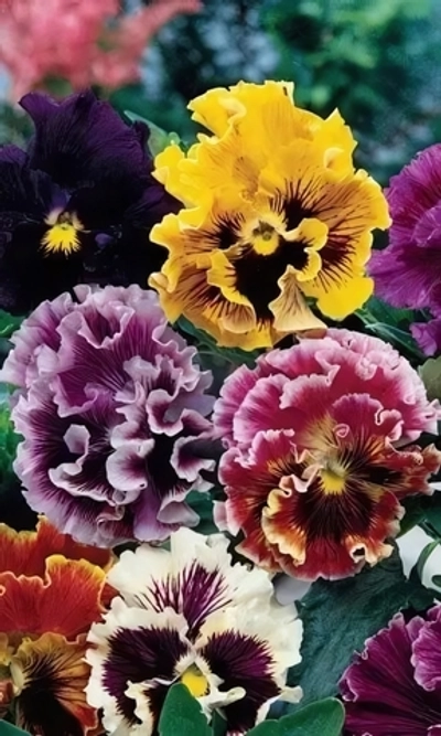 Семена Виола Цветные кружева -рококо 0,1 гр (УД) Е/П