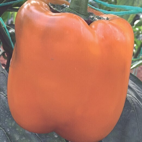 Перец  сладкий Сенека F1