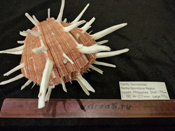 Спондилюс Региус (110-150 мм)