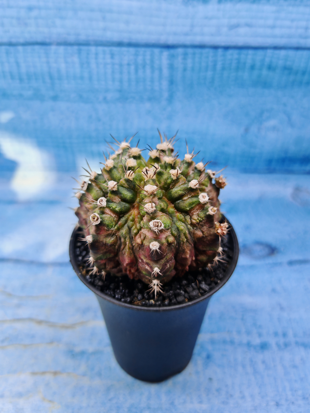 Gymnocalycium T-Rex Pink hybrid (Гимнокалициум)