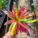 Кротон SAI RUNG SIAM