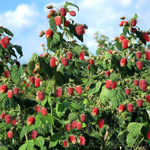 Малина штамбовая Сказка