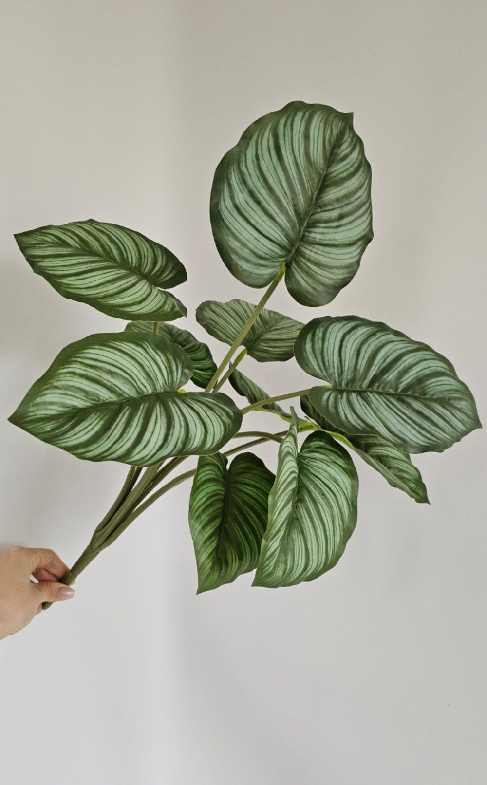 Калатея премиум / Арт 6088