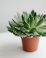 Эхеверия Агавовидная