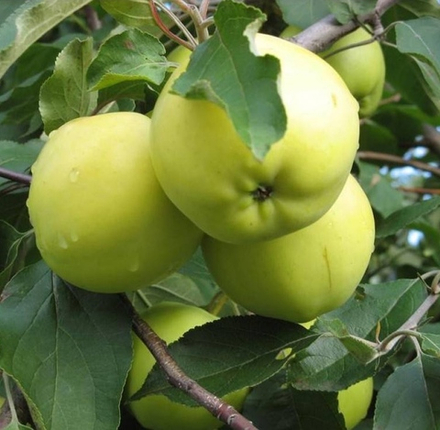 Яблоня СЛАВЯНКА