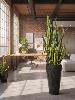 Сансевиерия в высоком черном кашпо