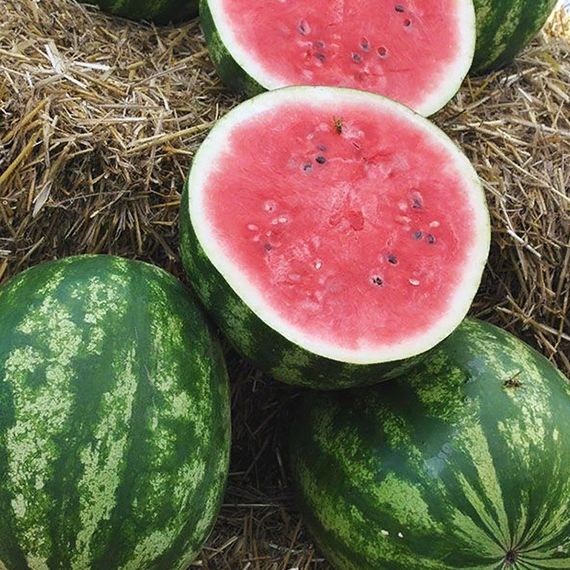 ТАЛИСМАН F1 семена арбуза (Nunhems | Alexagro)