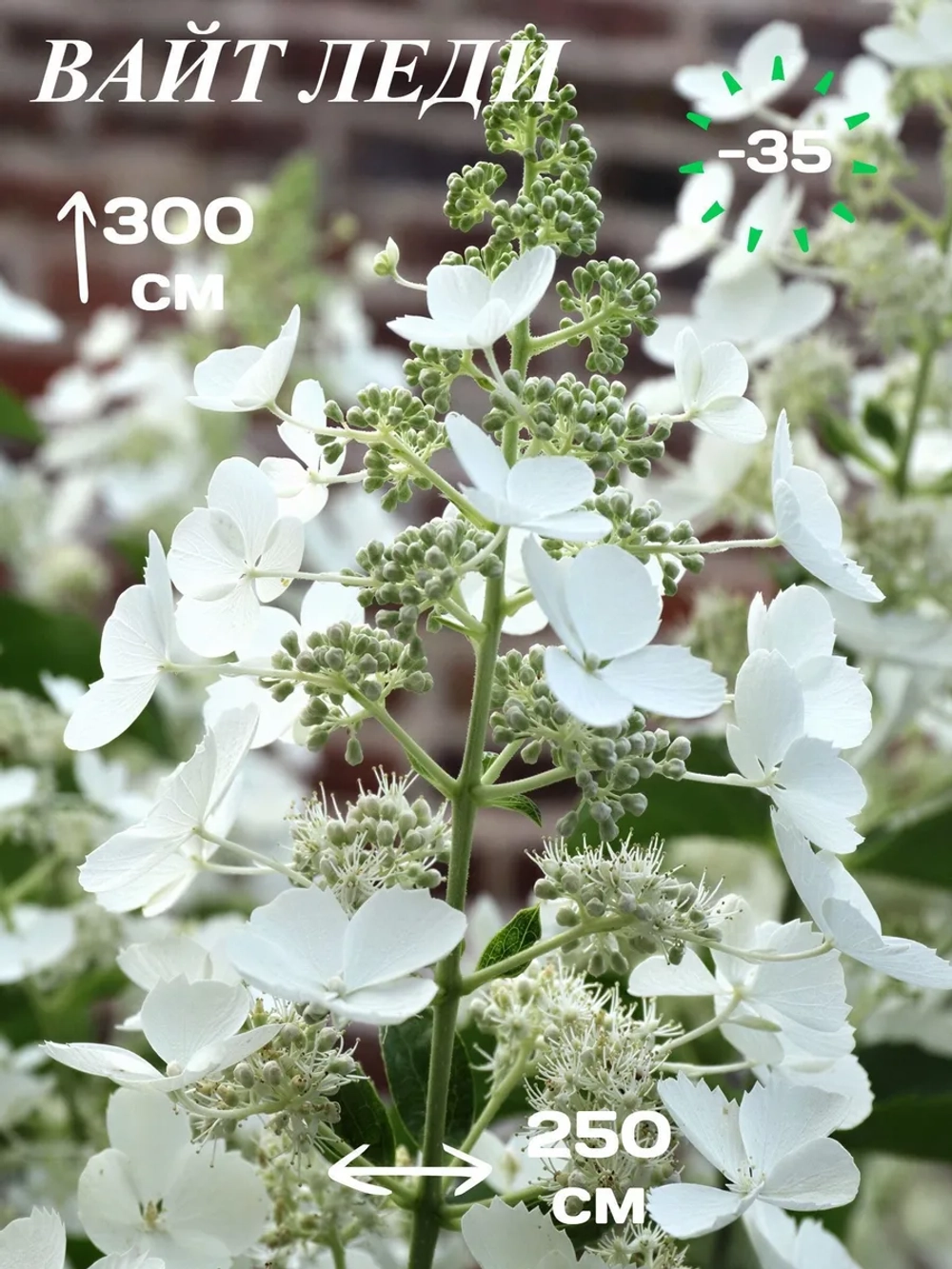 Вайт Леди гортензия метельчатая