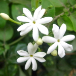 Псилантус бенгальский ???