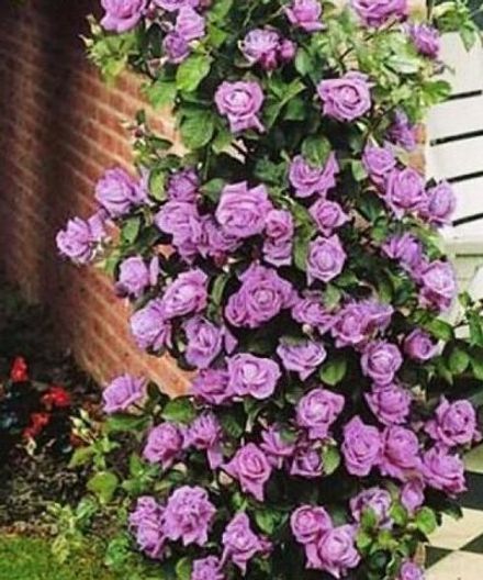 Индиголетта