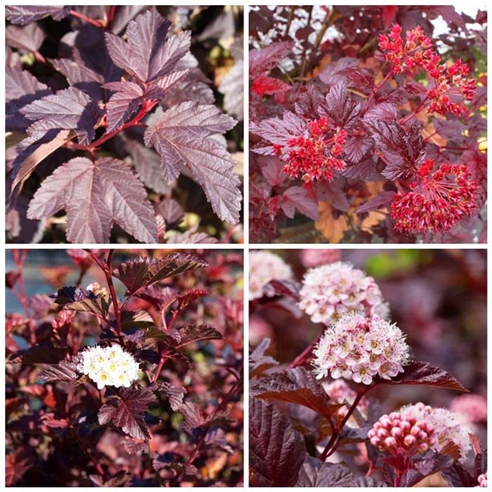 Пузыреплодник калинолистный Шух С3 Закупка М60 июнь 2026