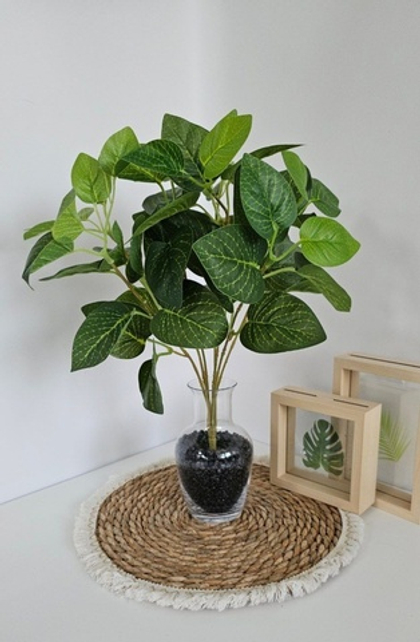 Куст фитонии / Арт 6056