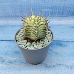 Euphorbia meloformis f. Variegated (Эуфорбия вариегатная)