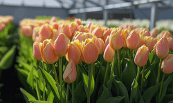 Тюльпан Манго Шарм Закупка М78 сентябрь 2026