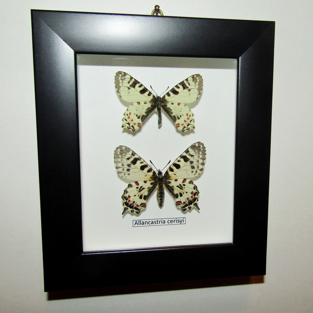 Бабочка Allancastria пара в рамке