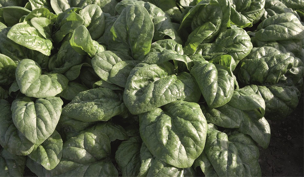 Спейс F1 семена шпината (Bejo / Бейо)