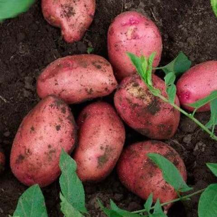 Картофель семенной Аляска