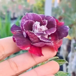 Адениум PIDEKSO