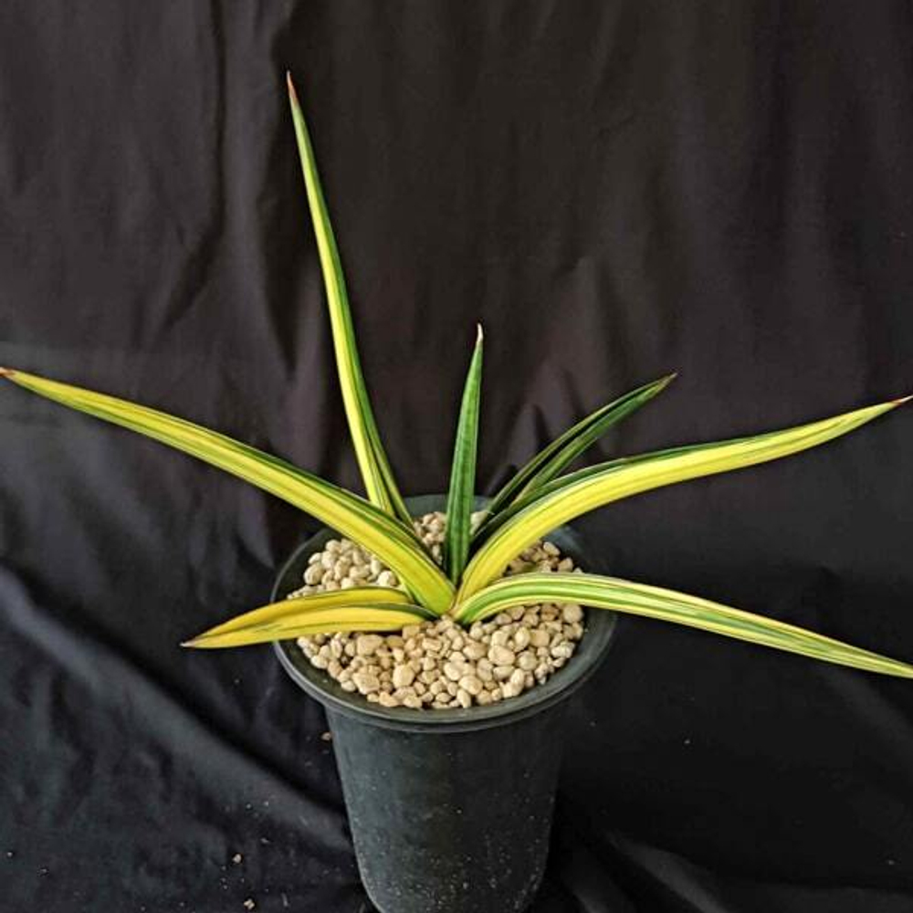 Сансевиерия DOWNSII VAR