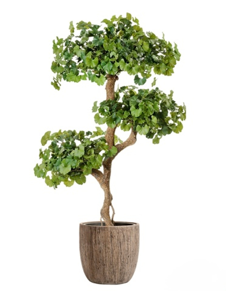 Комплект - Гинкго на забавном стволе 145 см в кашпо TREEZ Effectory - серия Wood