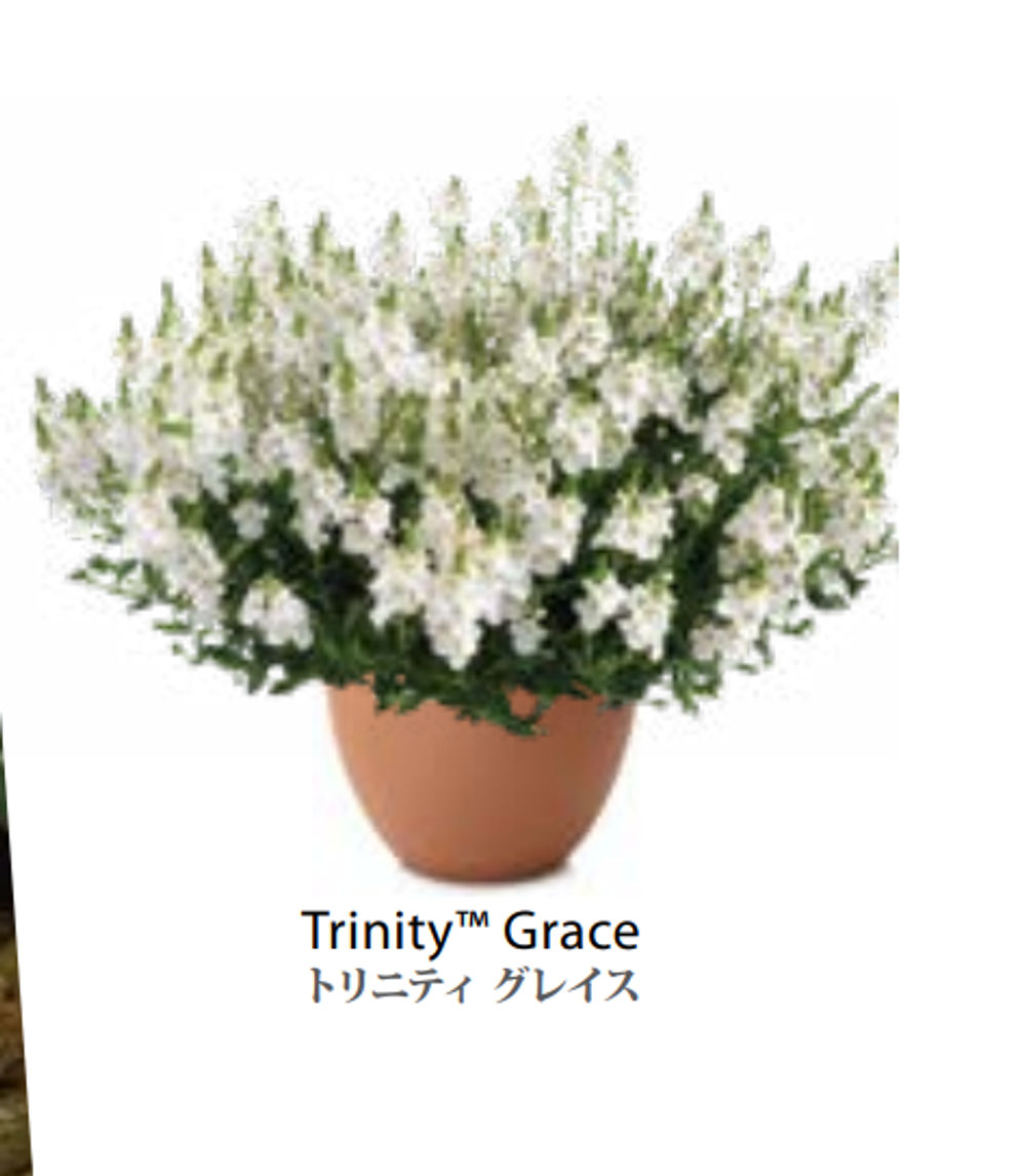 ЕВРО Diascia Диасция Trinity Grace НЕукор черенок середина ноября 25