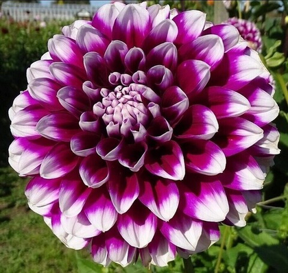 Георгина Эдинбург