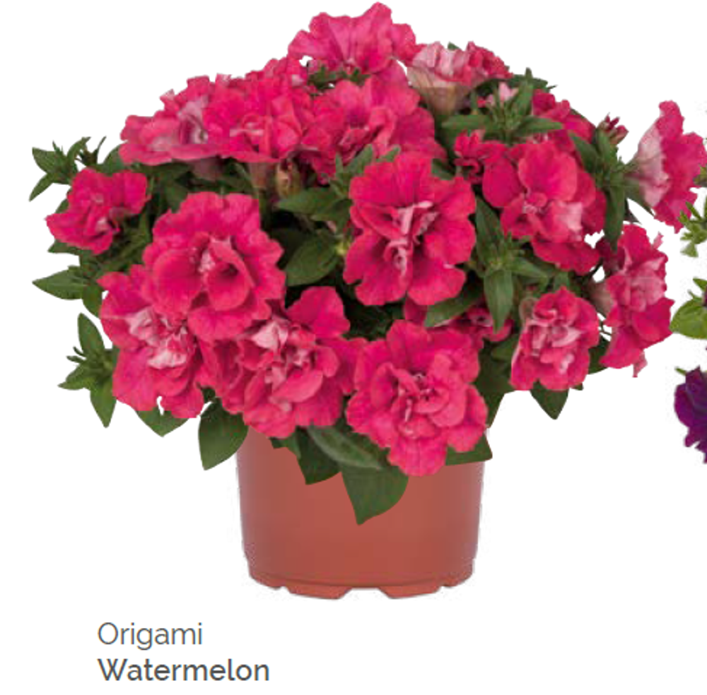 Петуния Origami Watermellon укорененный черенок ОКС февраль 26 Dummen Orange
