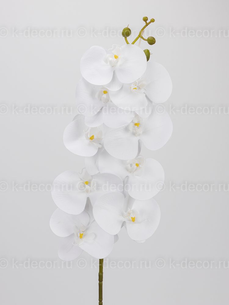Орхидея Доминика
