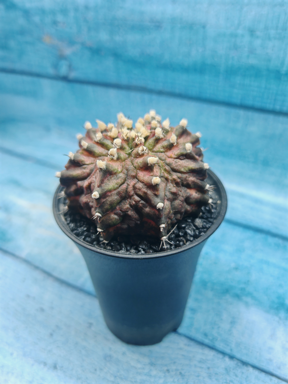 Gymnocalycium T-Rex Pink hybride (Гимнокалициум T-rex)