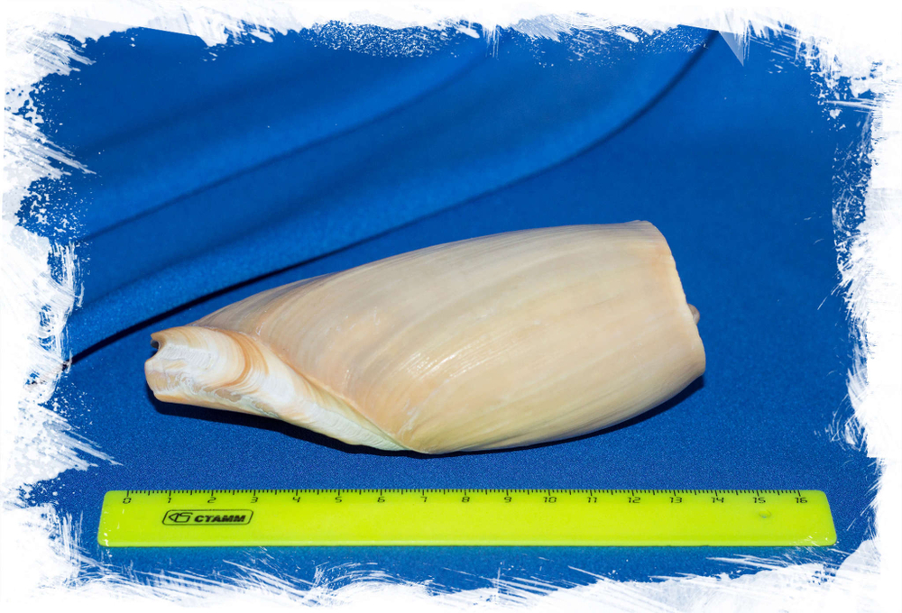 Цимбиум глянс, Cymbium glans размер