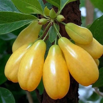 Кизил Янтарный