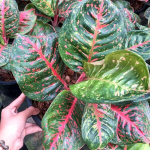 Аглаонема SOMBAT SIAM BLACK