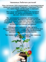 Роза Робуста неукрывная постоянноцветущая