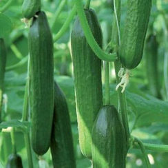 Пакто F1 семена огурца партенокарпического (De Ruiter Seeds / Де Ройтер Сидс)